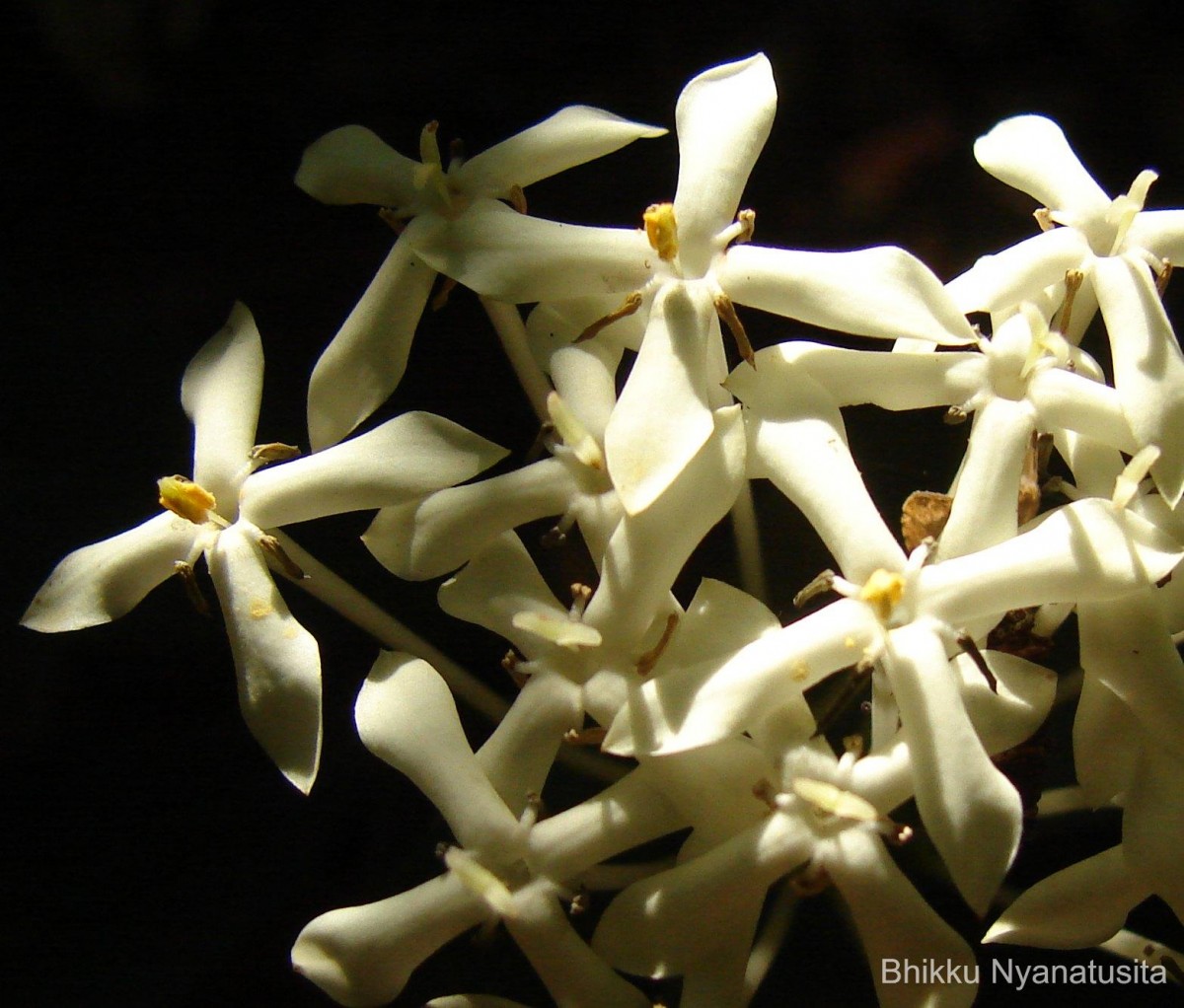 Ixora thwaitesii Hook.f.